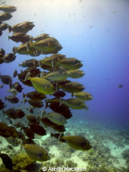 Unicorn Fish.
Yolanda Reef.
Ras Mohamed by Adolfo Maciocco 